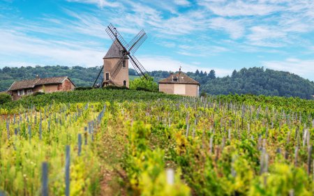 Viñedo o patio de viñas y el molino del mismo nombre de famoso vino tinto francés en el fondo. Romanche Thorins, Francia.