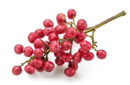 Fresh pink peppercorns on branch isolated on white background.