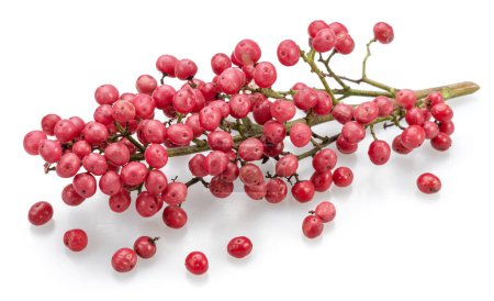 Fresh pink peppercorns on branch isolated on white background.