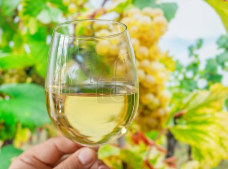 Copa de vino blanco en mano y racimo de uvas sobre vid en el fondo. 