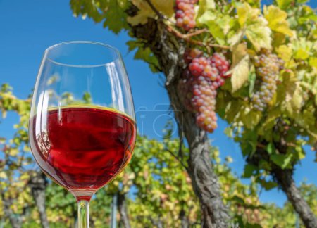 Glass of rose wine in man hand and cluster of grapes on vine at the background. 