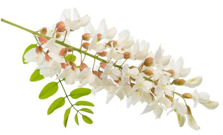Blühende Akazienblüten mit grünen Blättern auf weißem Hintergrund. Datei enthält Schnittpfad.