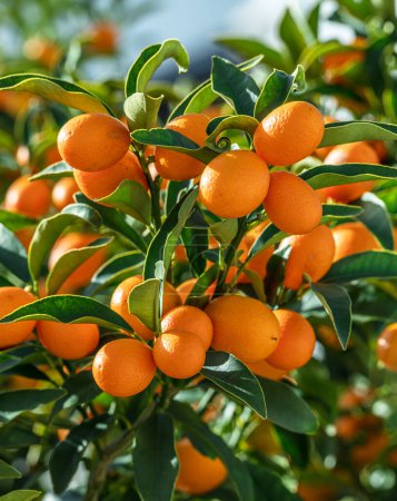 Rama Kumquat completamente cubierta de frutos kumquat maduros de cerca.