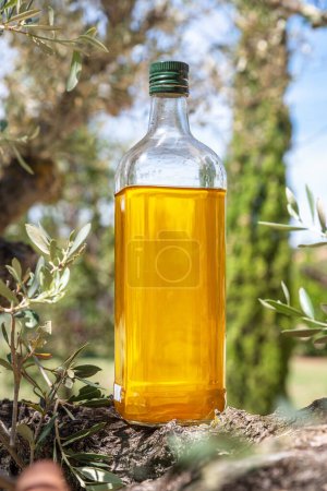 Foto de Botella de aceite de oliva está en la rama de olivo en el jardín. Fondo de la naturaleza borrosa. - Imagen libre de derechos
