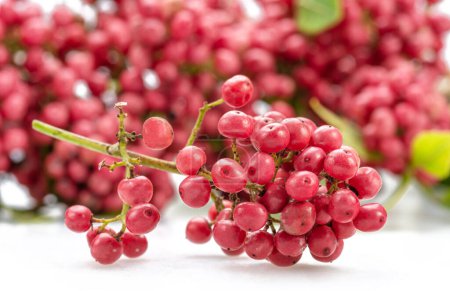 Fresh pink peppercorns on branch close-up.