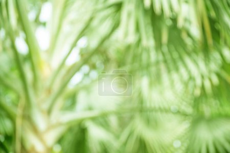 Bokeh grünes Palmblatt. Hellgrünes tropisches Sommermuster oder Hintergrund.