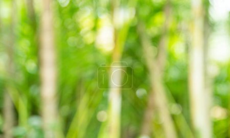 Bokeh grüne Bambushalme und Blätter. Hellgrünes tropisches Sommermuster oder Hintergrund.