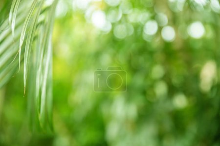 Bokeh grünes Palmblatt. Hellgrünes tropisches Sommermuster oder Hintergrund.