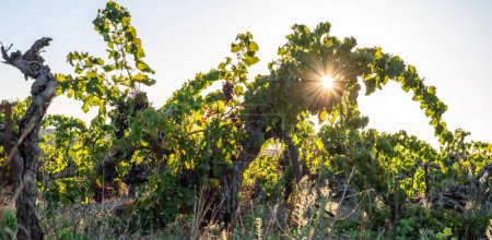 Old bushes of vine with wine grapes in the evening sunlight.