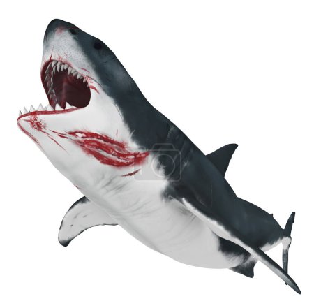 Foto de Gran tiburón blanco aislado sobre fondo blanco - Imagen libre de derechos