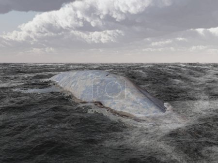 Téléchargez les photos : Baleine bleue en pleine mer - en image libre de droit