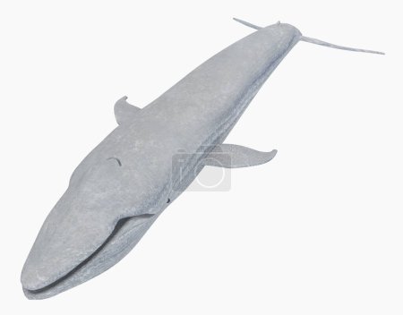 Photo for Blue whale isolated on white background - Royalty Free Image