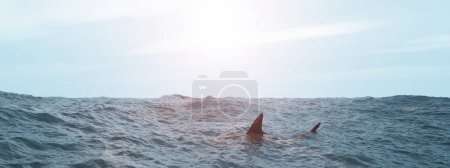 Foto de Gran tiburón blanco en la superficie del mar - Imagen libre de derechos