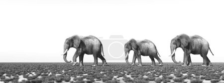 Téléchargez les photos : Troupeau d'éléphants errant dans la savane en noir et blanc - en image libre de droit