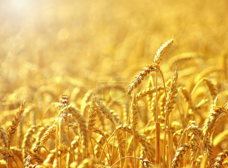 Photo for Fields of wheat at the end of summer fully ripe - Royalty Free Image
