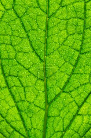 Foto de Primer plano de textura de hoja verde - Imagen libre de derechos