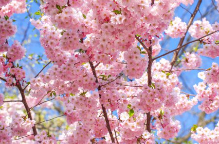 Foto de Sakura floreciente con flores rosas en primavera - Imagen libre de derechos