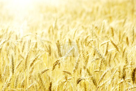 Photo for Fields of wheat at the end of summer fully ripe - Royalty Free Image