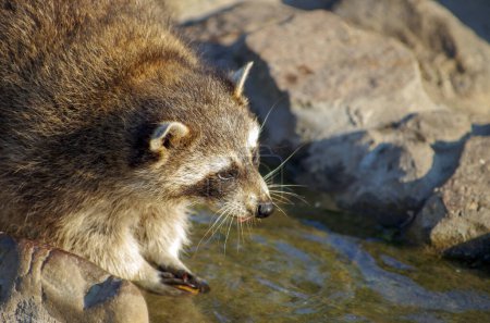 Photo for Raccoon is looking curiously at the edge of a stream. - Royalty Free Image
