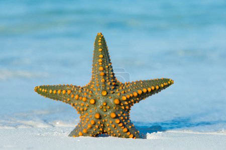 Photo for Starfish on the beach - Royalty Free Image