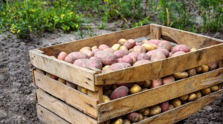Foto de La cosecha de patatas en un campo agrícola - Imagen libre de derechos