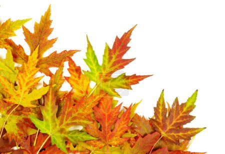 Téléchargez les photos : Feuilles d'érable d'automne avec espace de copie pour votre texte - en image libre de droit