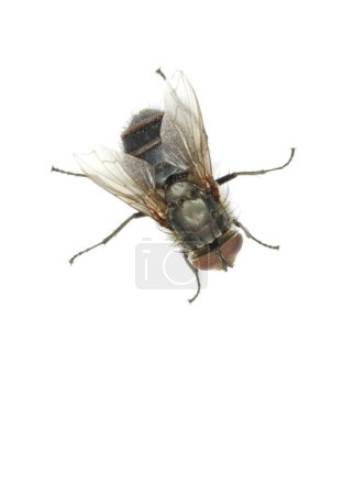 Photo for Fly isolate on a white - Royalty Free Image