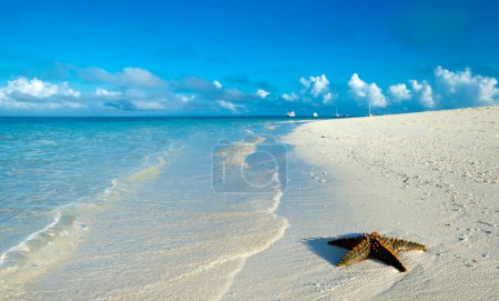 Photo for Starfish on the beach. sea - Royalty Free Image