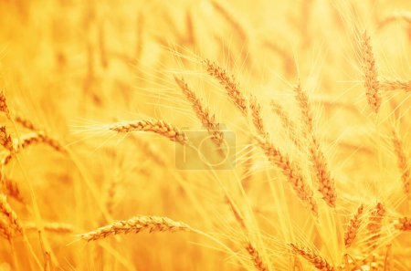 Champs de blé à la fin de l'été pleinement mûrs