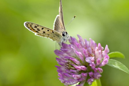 Close up of a butterfly on a pink flower
