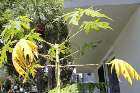 Téléchargez les photos : Homegrown à partir de graines papaye arbre montrant son tronc d'arbre principal a été coupé pour le rendre pas grandir si grand. tronc de papaye élagué extérieur coupé en haut pour le garder à une croissance plus courte - en image libre de droit