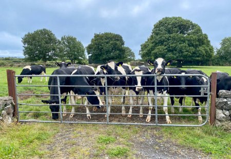 Neugierige irische Kühe an einem Weidetor in der Nähe von Headford in der Grafschaft Galway, Irland.