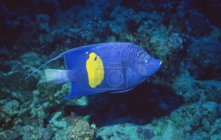 Photo for Pomacanthus maculosus, the yellowbar angelfish, half-moon angelfish, yellow-marked angelfish, yellowband angelfish or yellow-blotched angelfish, is found in the Persian Gulf, the Gulf of Oman, the Mediterranean Sea and the Red Sea, where this example - Royalty Free Image