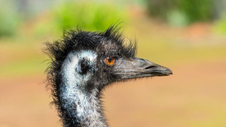 Porträt eines Emu (Dromaius novaehollandiae), des zweitgrößten lebenden Vogels nach dem Strauß. Er ist endemisch in Australien, wo er der größte einheimische Vogel ist.