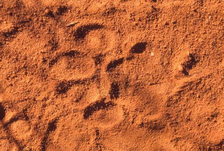 Fußabdruck (Spoor) eines Leoparden (Panthera pardus) im Waterberg in Südafrika.