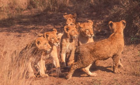 Six lion cubs in the Kruger National Park in South Africa.