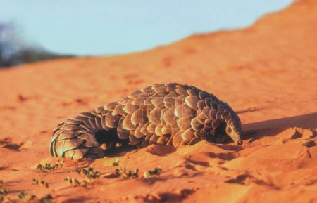 The ground pangolin (Smutsia temminckii), also known as Temminck's pangolin, Cape pangolin or scaly anteater, is the only pangolin found in southern and eastern Africa. As a group, pangolins are among the most critically endangered and illegally traf