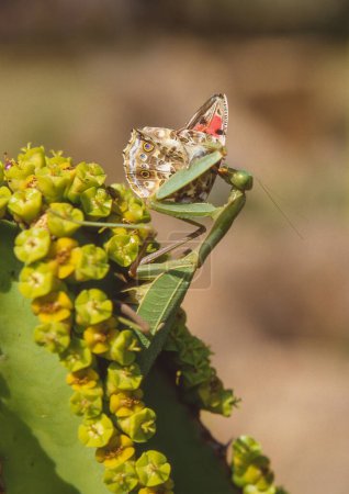 Foto de Una mantis religiosa, en una planta de euforbia, alimentándose de una mariposa en el Jardín Botánico Nacional Lowveld cerca de Mbombela, también conocido como Nelspruit, en la provincia de Mpumalanga en Sudáfrica. - Imagen libre de derechos