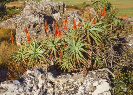 Foto de Aloe arborescens, el aloe krantz o aloe candelabro, que crece en la Reserva Natural del Cañón del Río Blyde en el este de Mpumalanga, Sudáfrica. - Imagen libre de derechos
