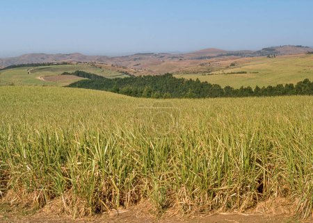 Foto de Caña de azúcar creciendo cerca de Melmoth, una pequeña ciudad situada en KwaZulu-Natal, Sudáfrica. - Imagen libre de derechos