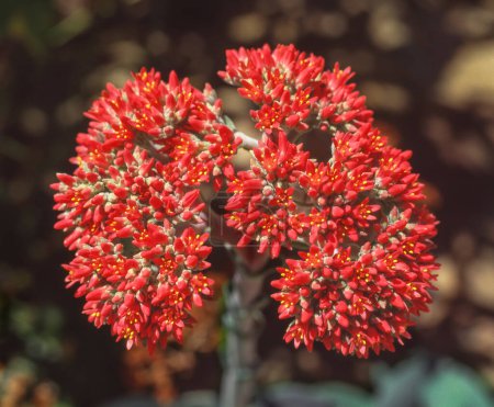 Crassula falcata (ahora llamada correctamente Crassula perfoliata var. minor), conocida por los nombres comunes de planta de avión y planta de hélice, es una planta suculenta endémica de Sudáfrica. El follaje es gris-verde y las flores son rojas..