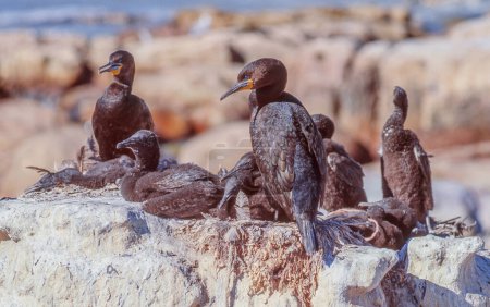 Foto de Cabo Cormoranes (Phalacrocorax capensis) cría en la isla Malgas, una pequeña isla deshabitada que se encuentra en la entrada de la bahía de Saldanha, en la provincia de Cabo Occidental de Sudáfrica. - Imagen libre de derechos