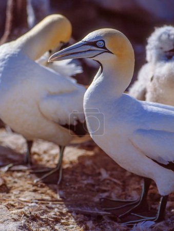 Foto de Retrato de un alcatraces del Cabo (Morus capensis) en la Reserva Natural de Bird Island en Lambert 's Bay, en la Provincia Occidental del Cabo de Sudáfrica. La isla es el caldo de cultivo de miles de alcatraces del Cabo. - Imagen libre de derechos