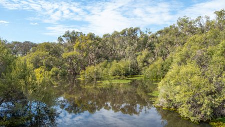 Foto de El lago Herdsmans es un lago de agua dulce situado en la llanura costera de Swan, al noroeste de Perth, Australia Occidental. Un bosque de corteza de papel se puede ver en el fondo. - Imagen libre de derechos