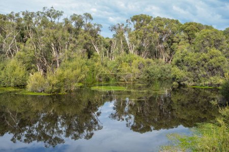 Photo for Herdsmans Lake is a freshwater lake located on the Swan Coastal Plain, north-west of Perth, Western Australia. A paperbark tree forest can be seen in the background. - Royalty Free Image