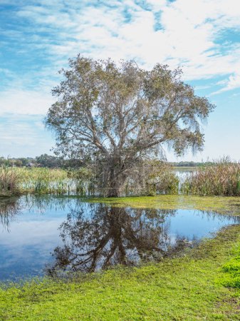 Foto de Una corteza de papel de hoja ancha, un árbol de té de corteza de papel, un árbol punk o un niaouli (Melaleuca quinquenervia) creciendo en el lago Herdsman en Perth, Australia Occidental. - Imagen libre de derechos