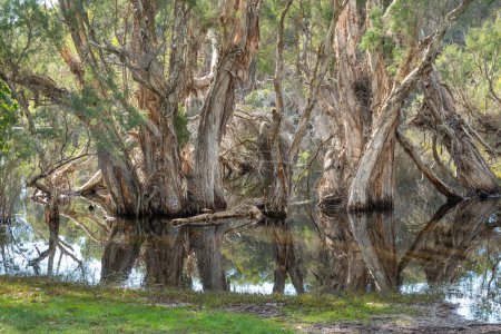 Foto de Un bosque de corteza de papel (Melaleuca quinquenervia) en un pantano en el lago Herdsman en Perth, Australia Occidental. - Imagen libre de derechos