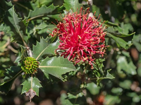 Foto de Banksia ilicifolia es un árbol perteneciente a la familia Proteaceae. Es endémica del suroeste de Australia Occidental. - Imagen libre de derechos