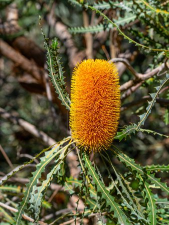 Foto de Banksia ashbyi, comúnmente conocida como la banksia de Ashby, es una especie de arbusto o pequeño árbol endémico de Australia Occidental. Tiene corteza lisa, gris, profundamente serrada, hojas peludas y espigas de flores de color naranja brillante. - Imagen libre de derechos