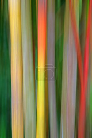 Foto de Imagen borrosa de tallos de bambú creciendo en los Jardines Botánicos de Singapur. - Imagen libre de derechos